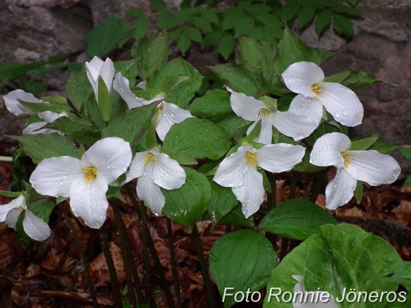 Trillium